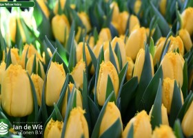 Tulipa Yellow Fabio ® (2)